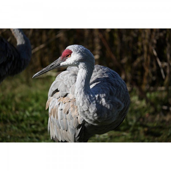 Nikon Z50 II + 18-140mm f/3.5-6.3 VR + 2 SanDisk 64GB Extreme PRO UHS-II SDXC + Nikon EN-EL25a-17