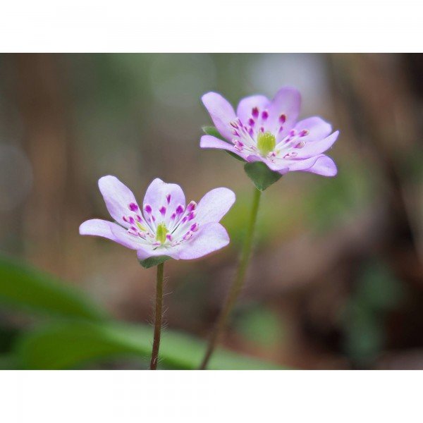 OM SYSTEM OM-5 Mark II Plata + 12-45mm f/4 PRO + 1 SanDisk 64GB Extreme PRO UHS-II SDXC + 2 OM System BLS-50-11