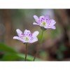 OM SYSTEM OM-5 Mark II Plata + 14-150mm f/4-5.6 II + 3 SanDisk 512GB Extreme PRO UHS-II SDXC + 2 OM System BLS-50-11
