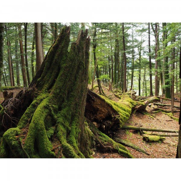 OM SYSTEM OM-5 Mark II Plata + 14-150mm f/4-5.6 II + 1 OM System BLS-50-14