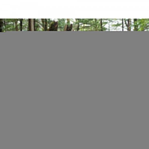 OM SYSTEM OM-5 Mark II Plata + 40-150mm f/4 PRO + 2 SanDisk 256GB Extreme PRO UHS-II SDXC + 3 OM System BLS-50-14