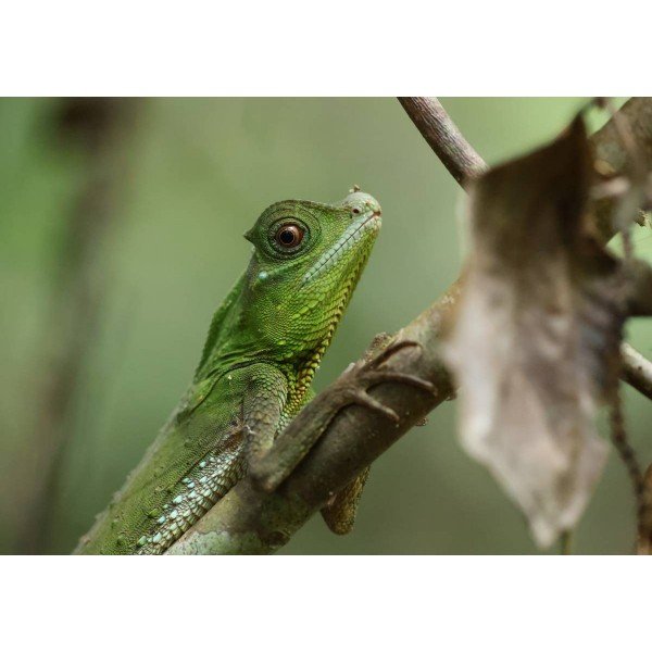 Canon EOS R5 Mark II + Canon RF 28-70mm f2.8 IS STM + 1 SanDisk 128GB Extreme PRO CFexpress Type B-11