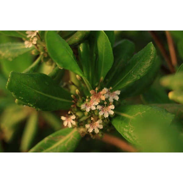 Canon RF 28-70mm f/2.8 IS STM-7