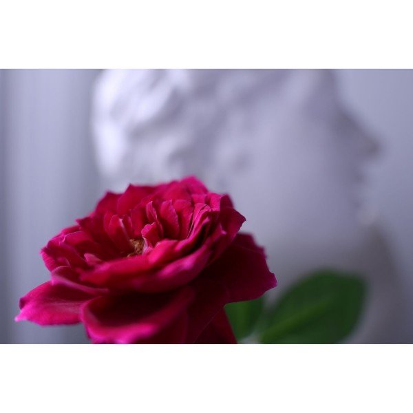 Canon RF 16-28mm f/2.8 IS STM-11