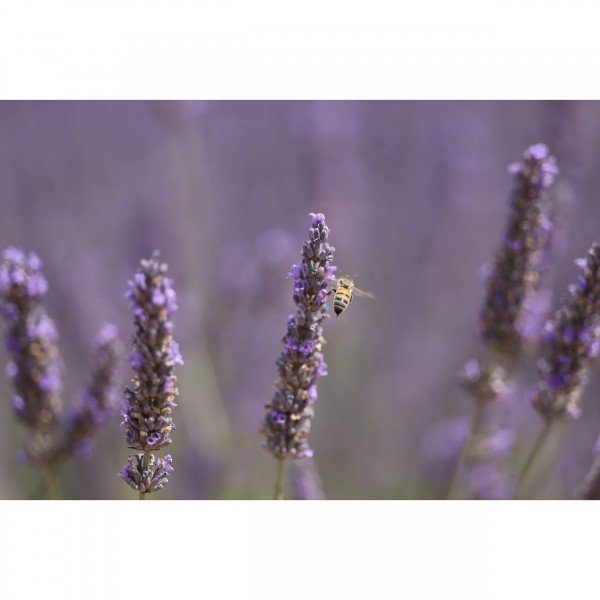 Canon RF 70-200mm f/2.8 L IS USM Z (Noir)-9